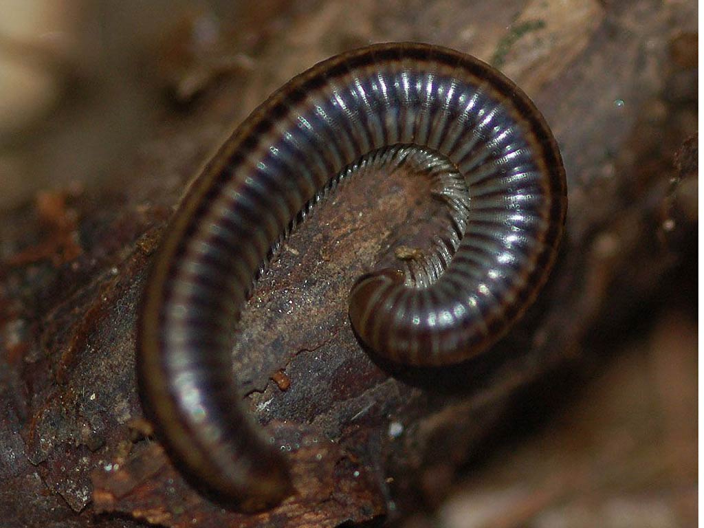 Millipede Wallpapers