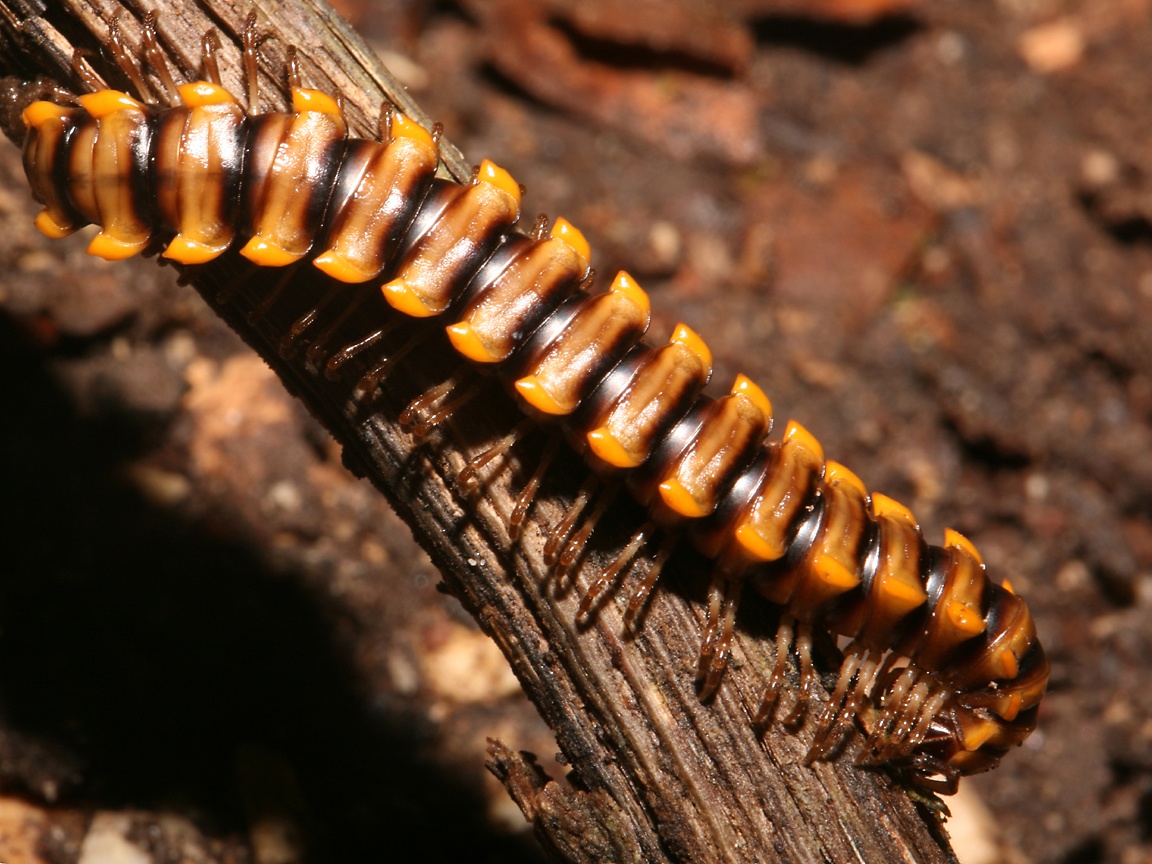 Millipede Wallpapers