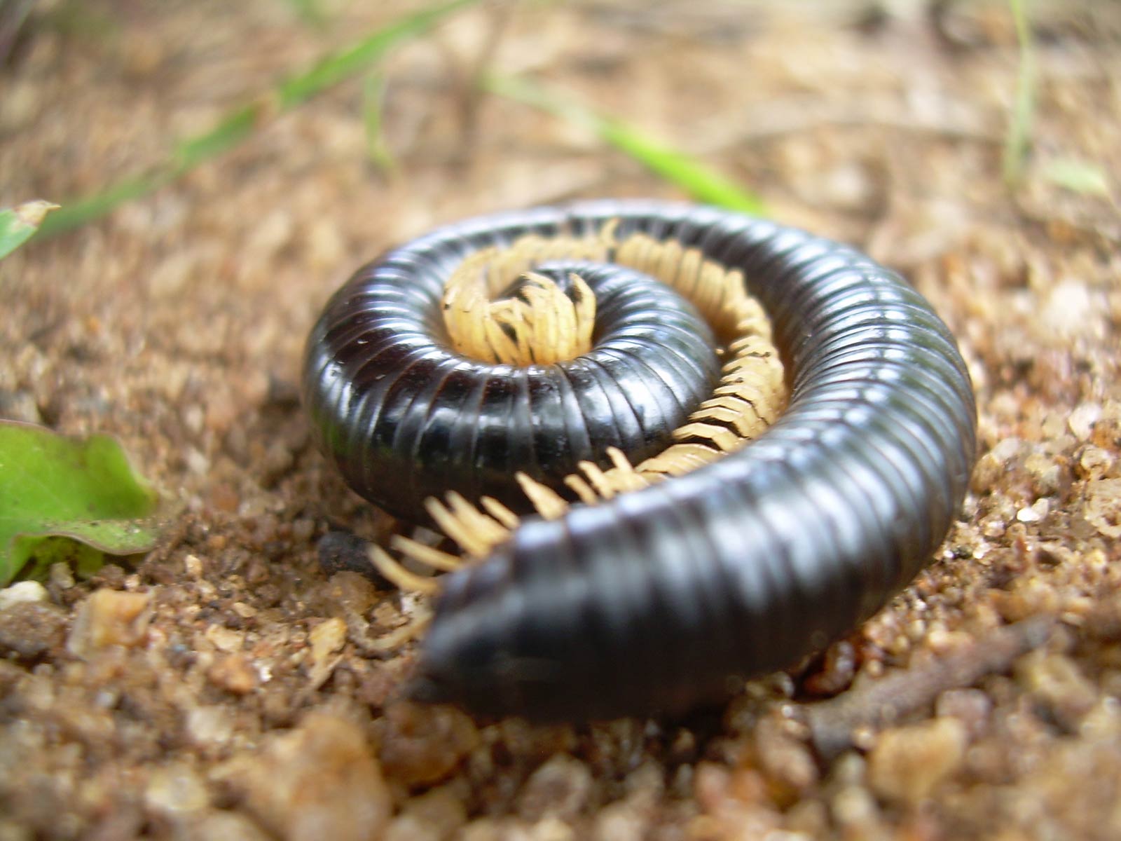 Millipede Wallpapers