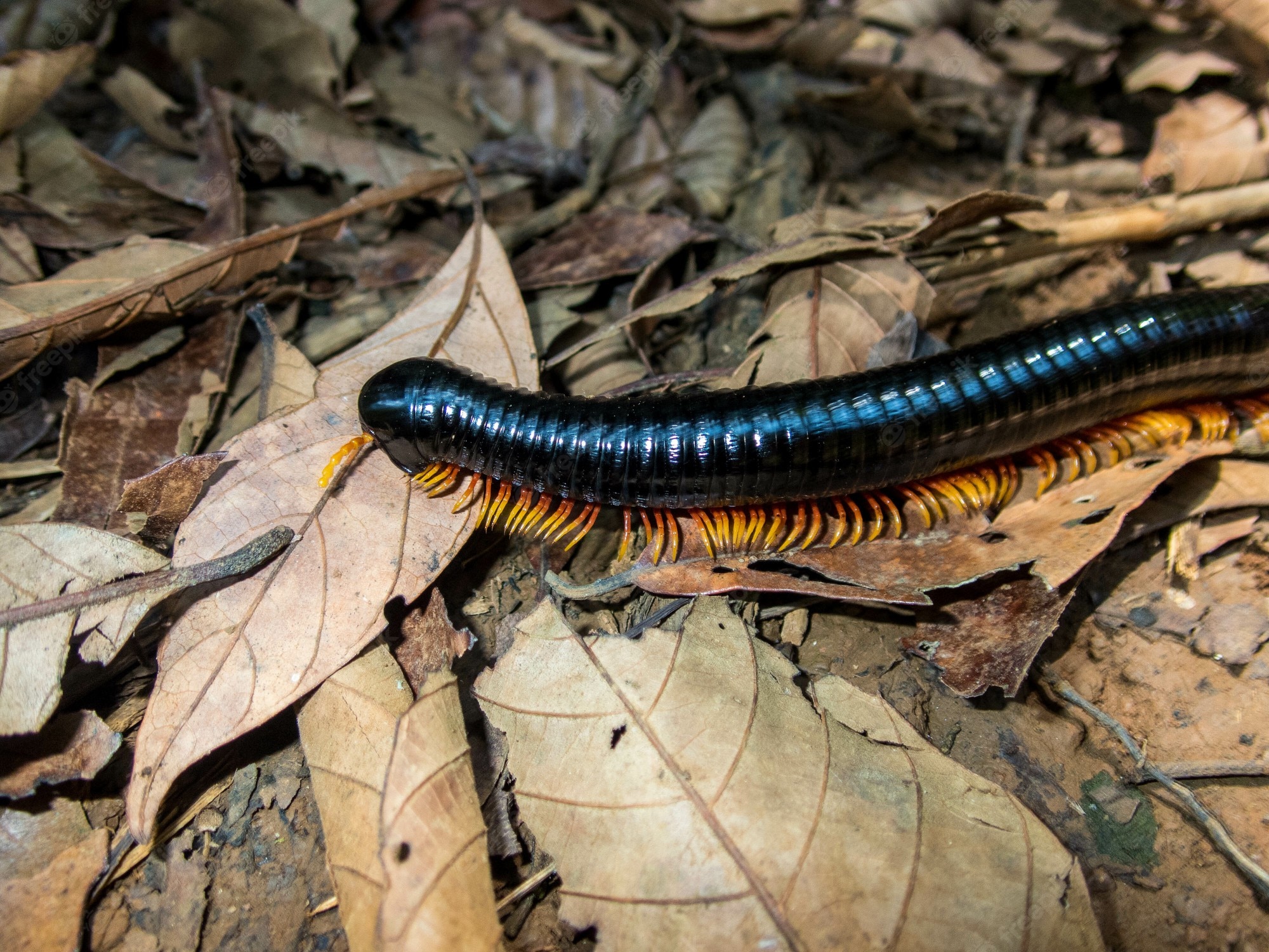 Millipede Wallpapers