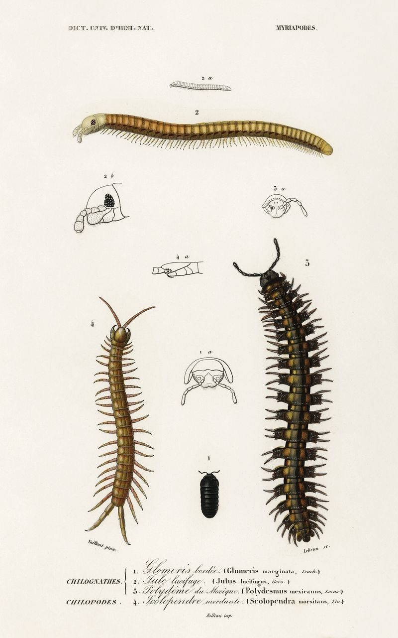 Millipede Wallpapers