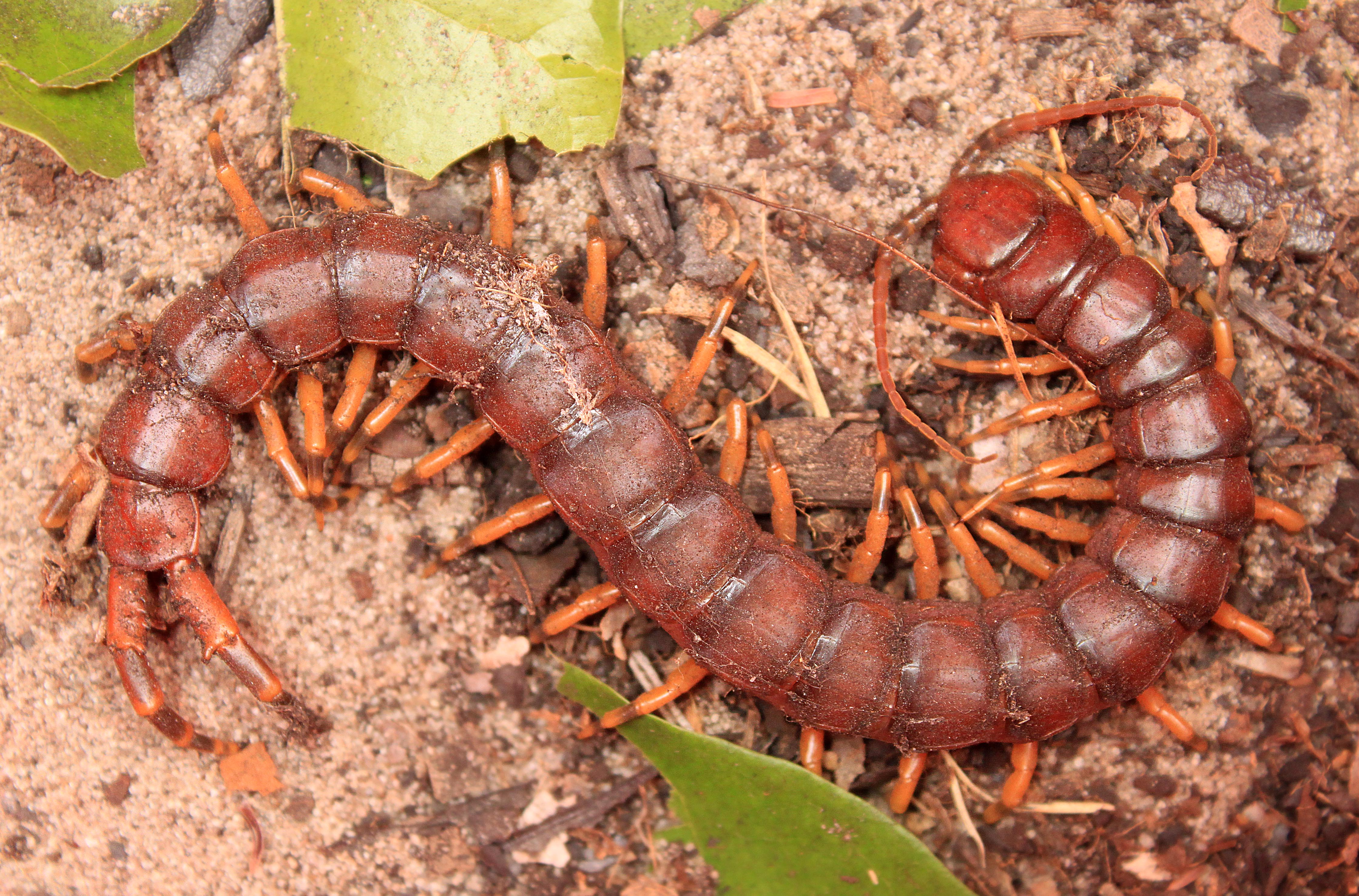 Millipede Wallpapers