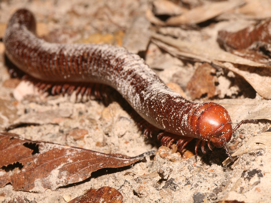 Millipede Wallpapers