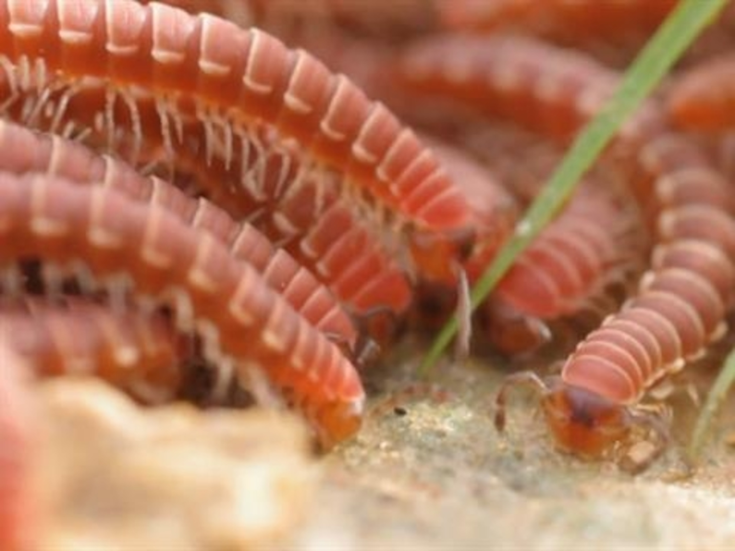 Millipede Wallpapers