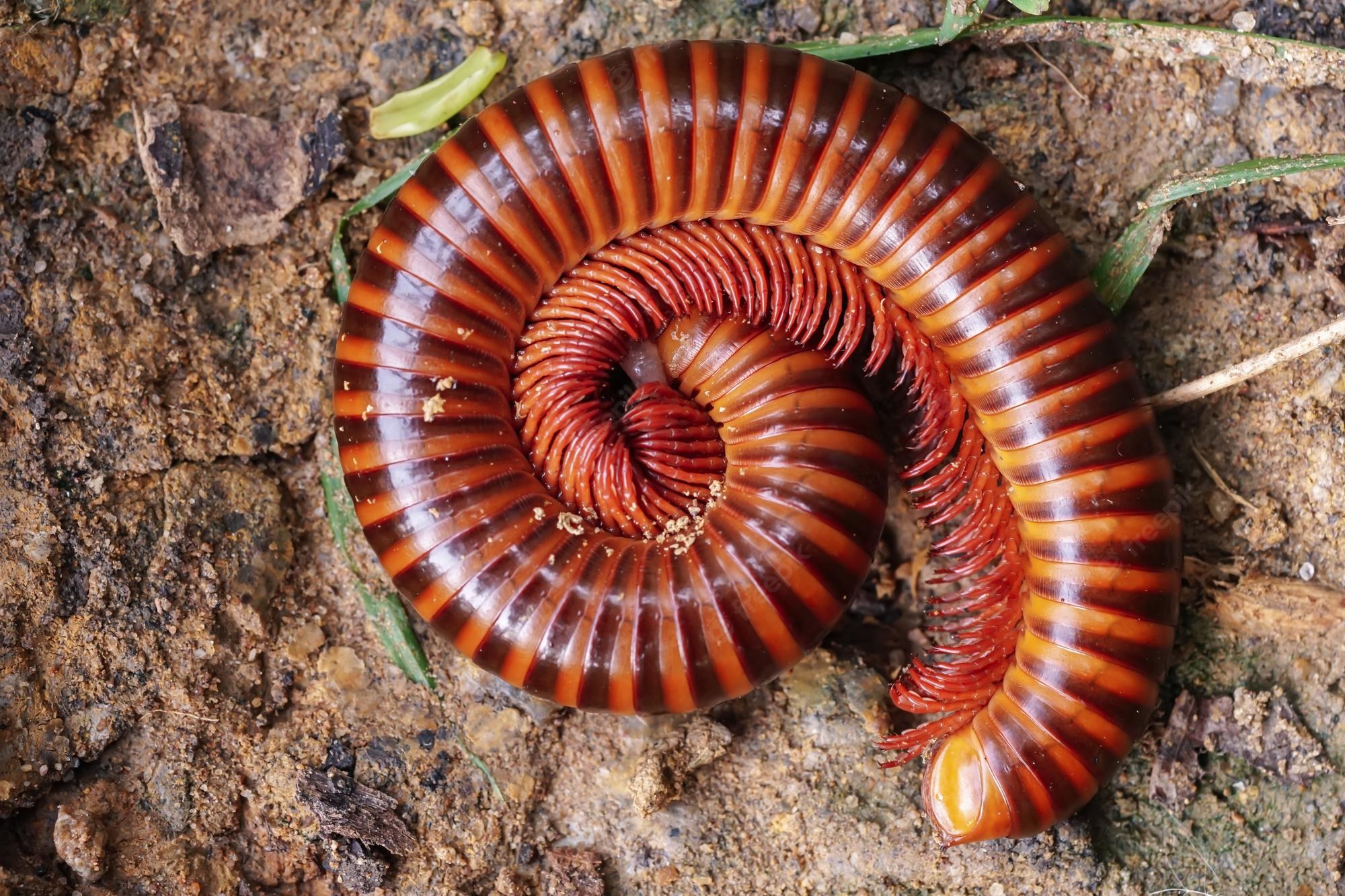 Millipede Wallpapers