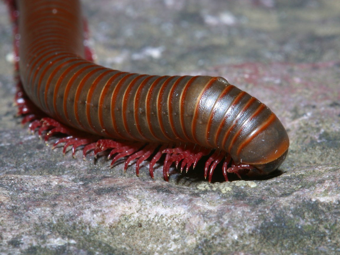 Millipede Wallpapers