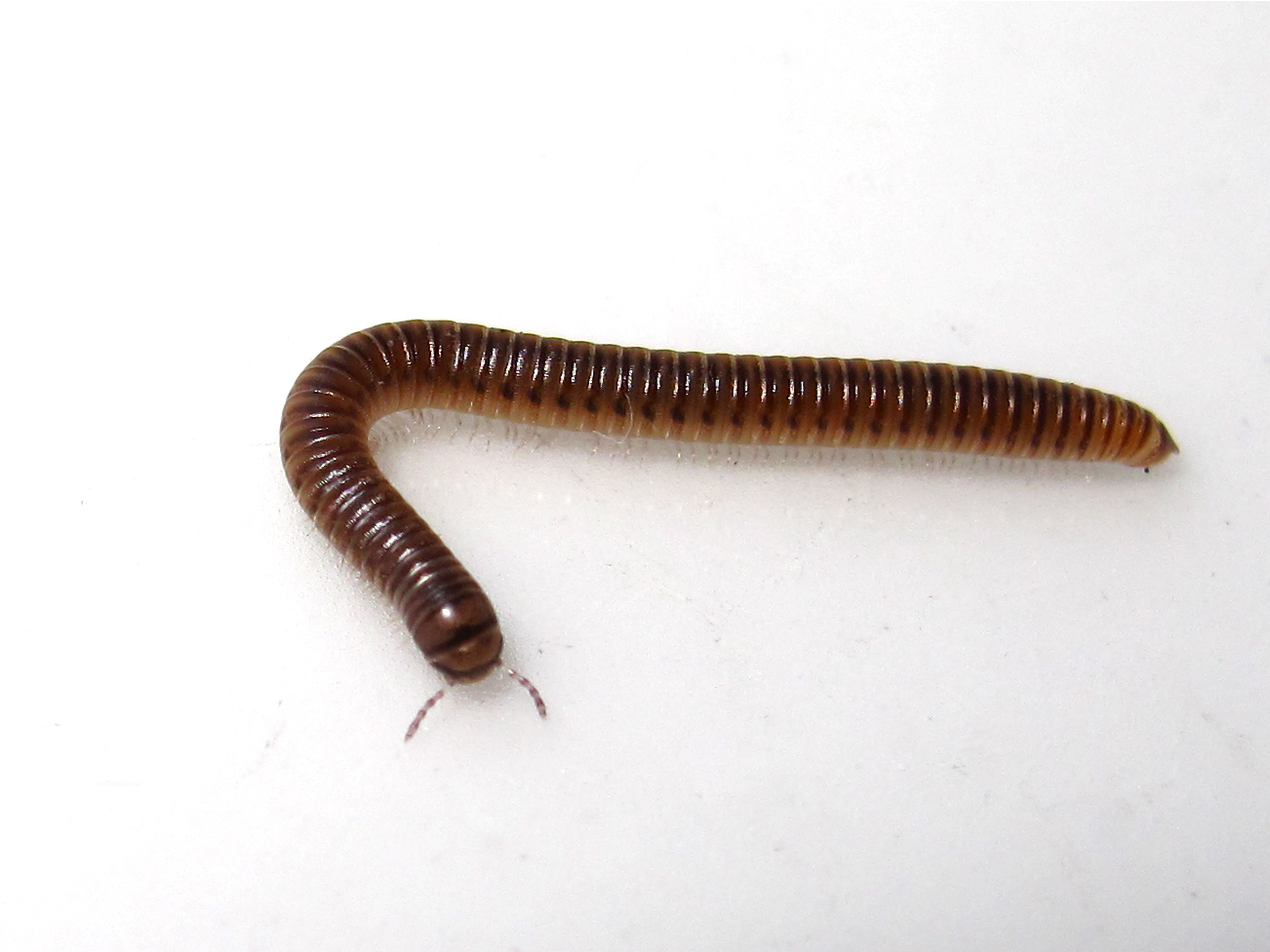 Millipede Wallpapers