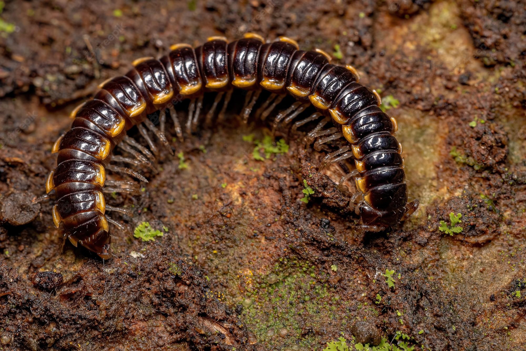 Millipede Wallpapers