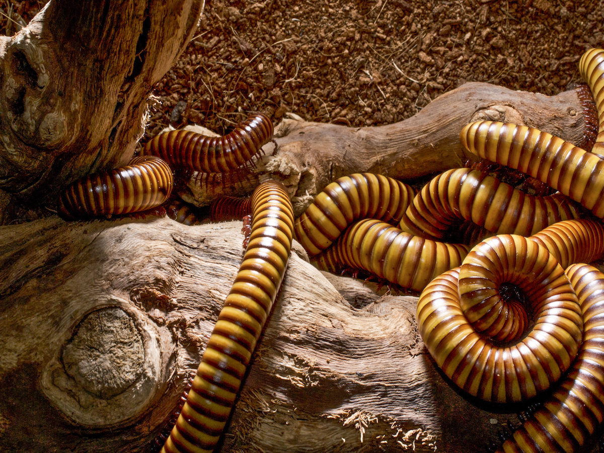 Millipede Wallpapers