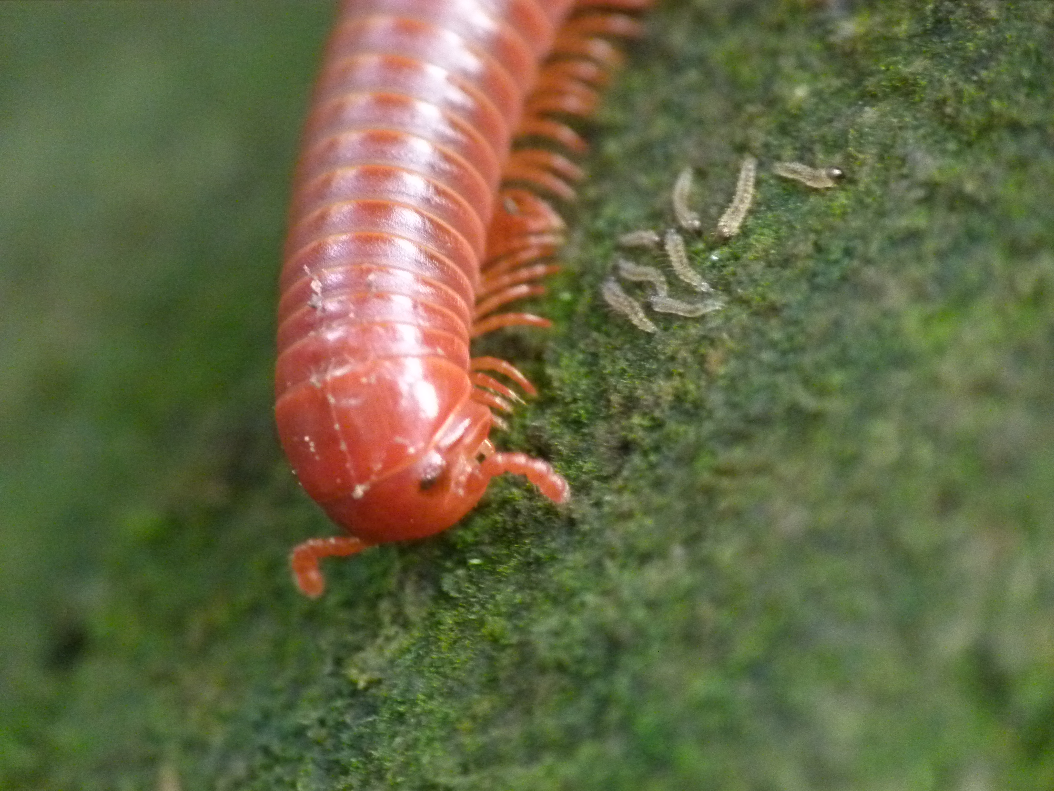 Millipede Wallpapers