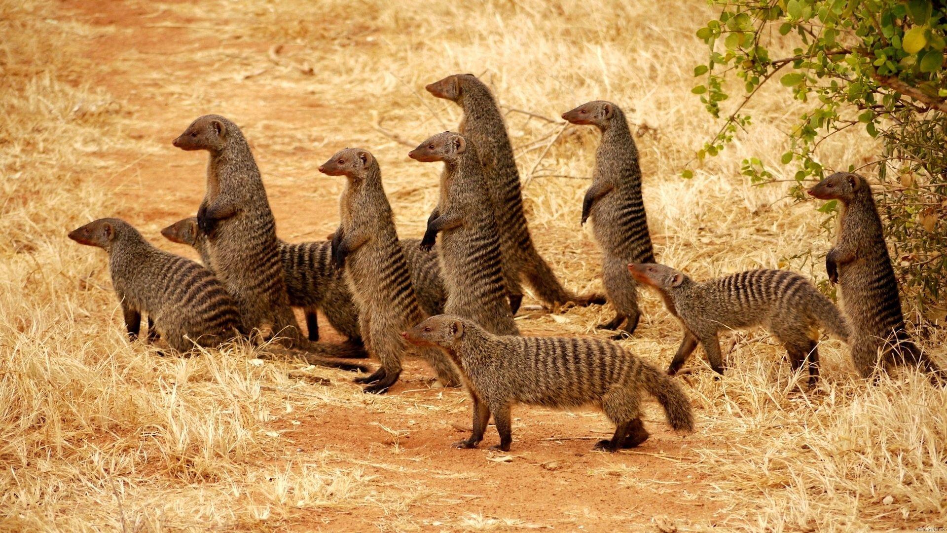 Mongooses Wallpapers