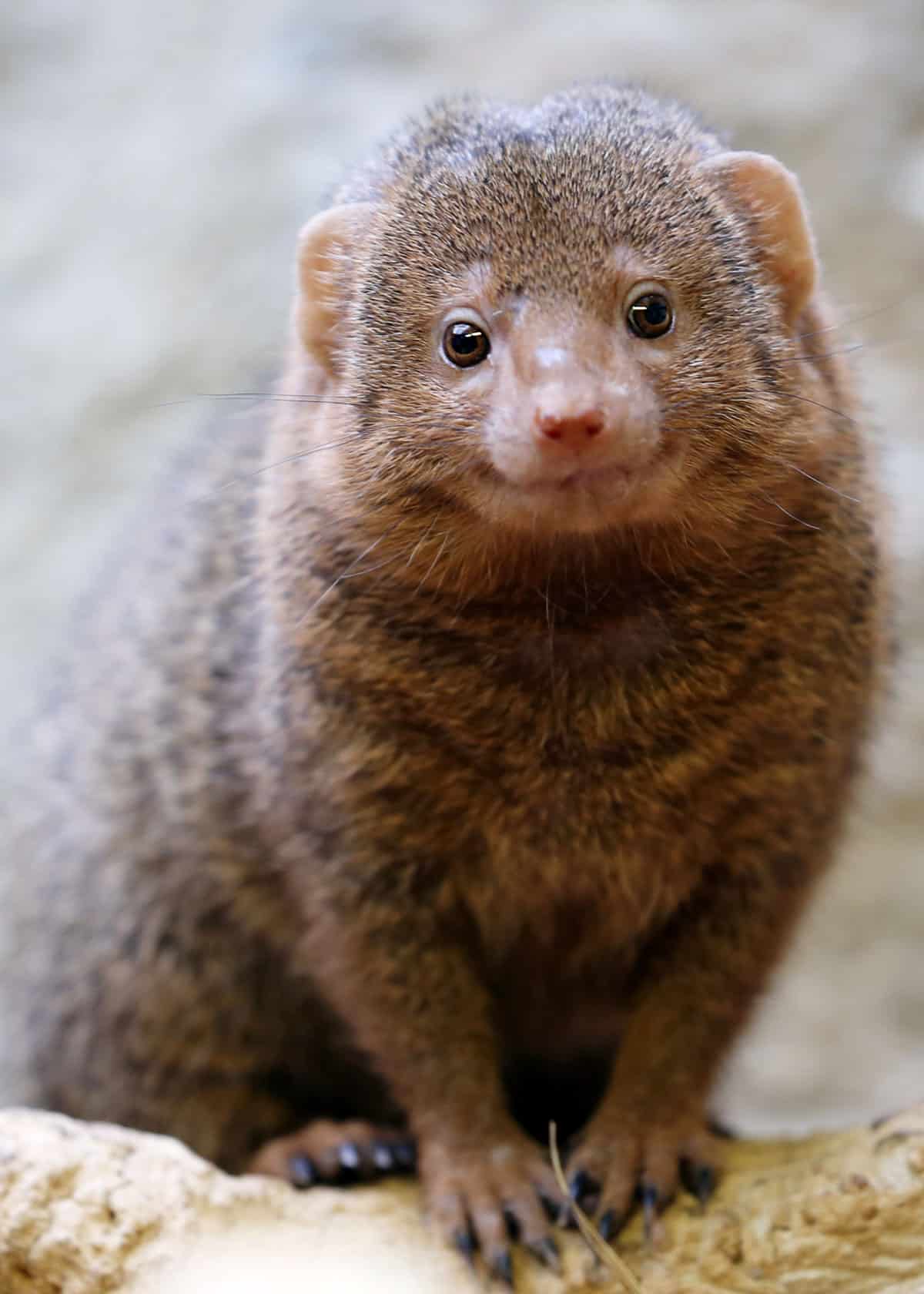 Mongooses Wallpapers