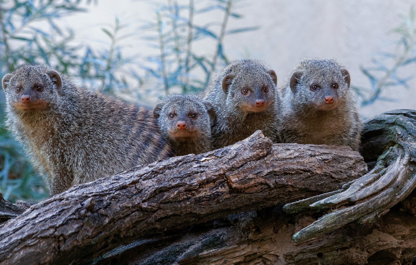 Mongooses Wallpapers