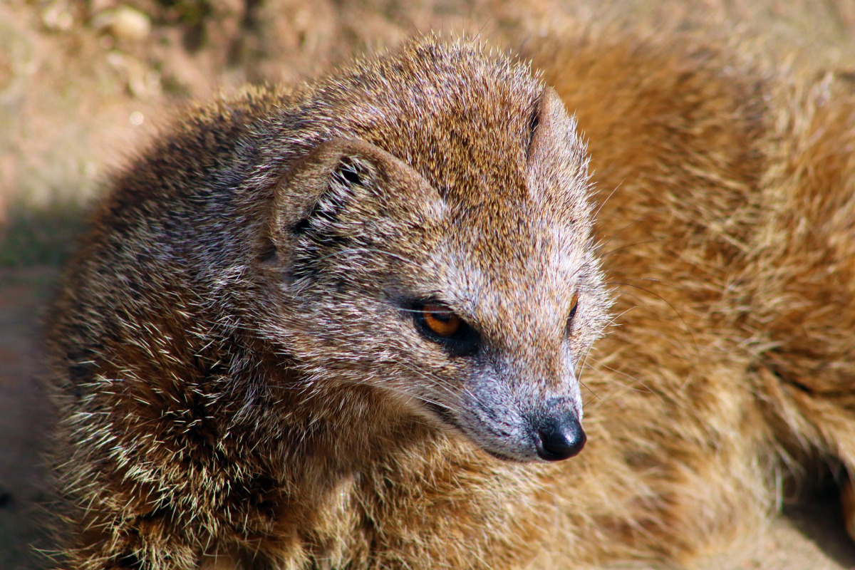 Mongooses Wallpapers