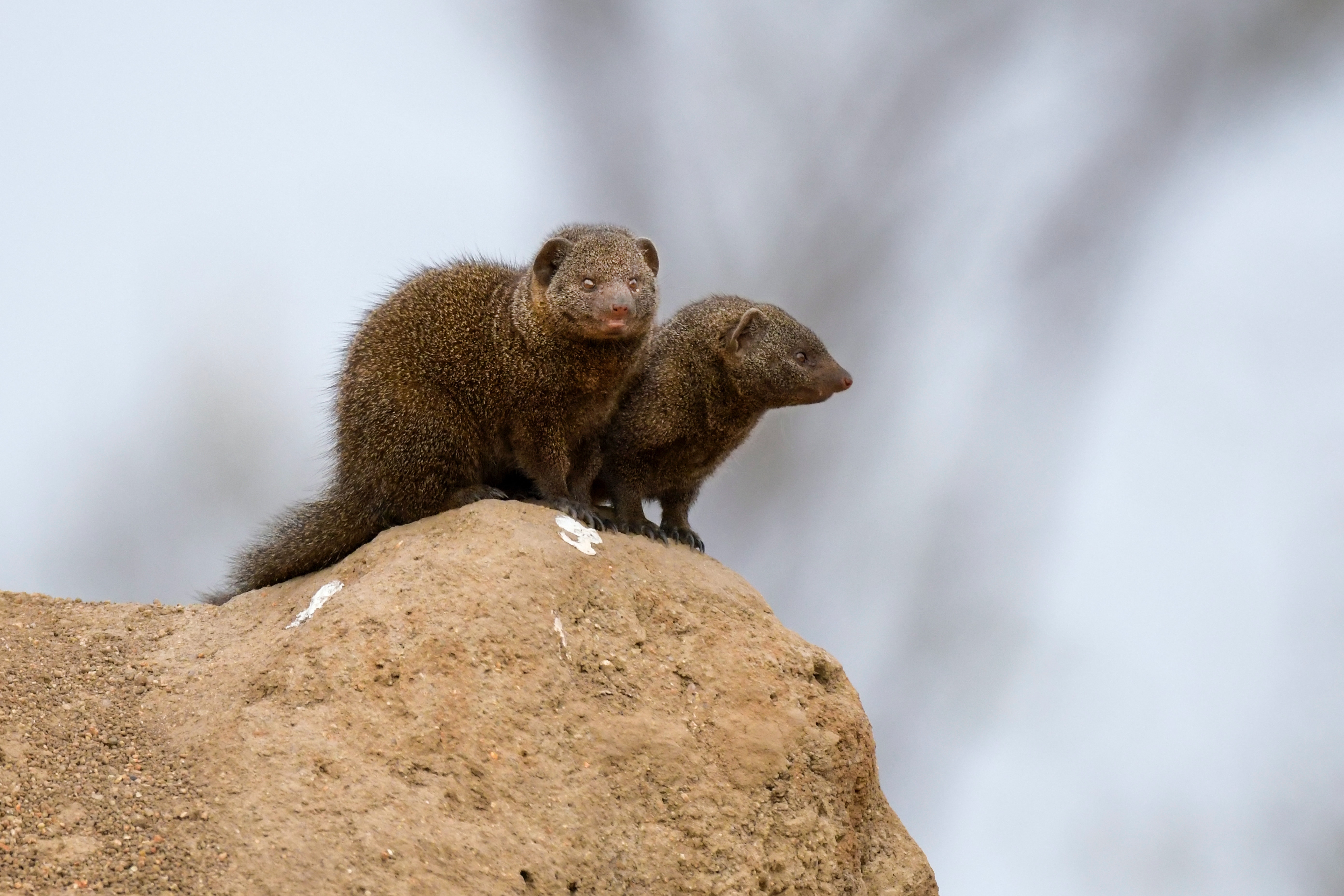 Mongooses Wallpapers