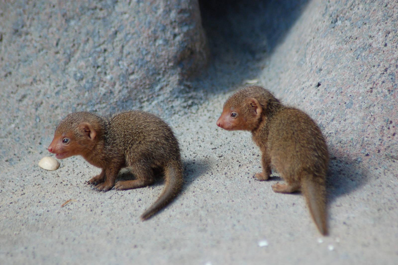 Mongooses Wallpapers