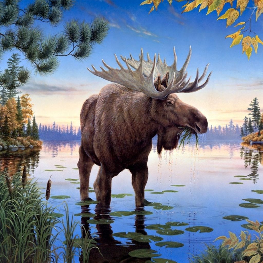 Moose Wallpapers