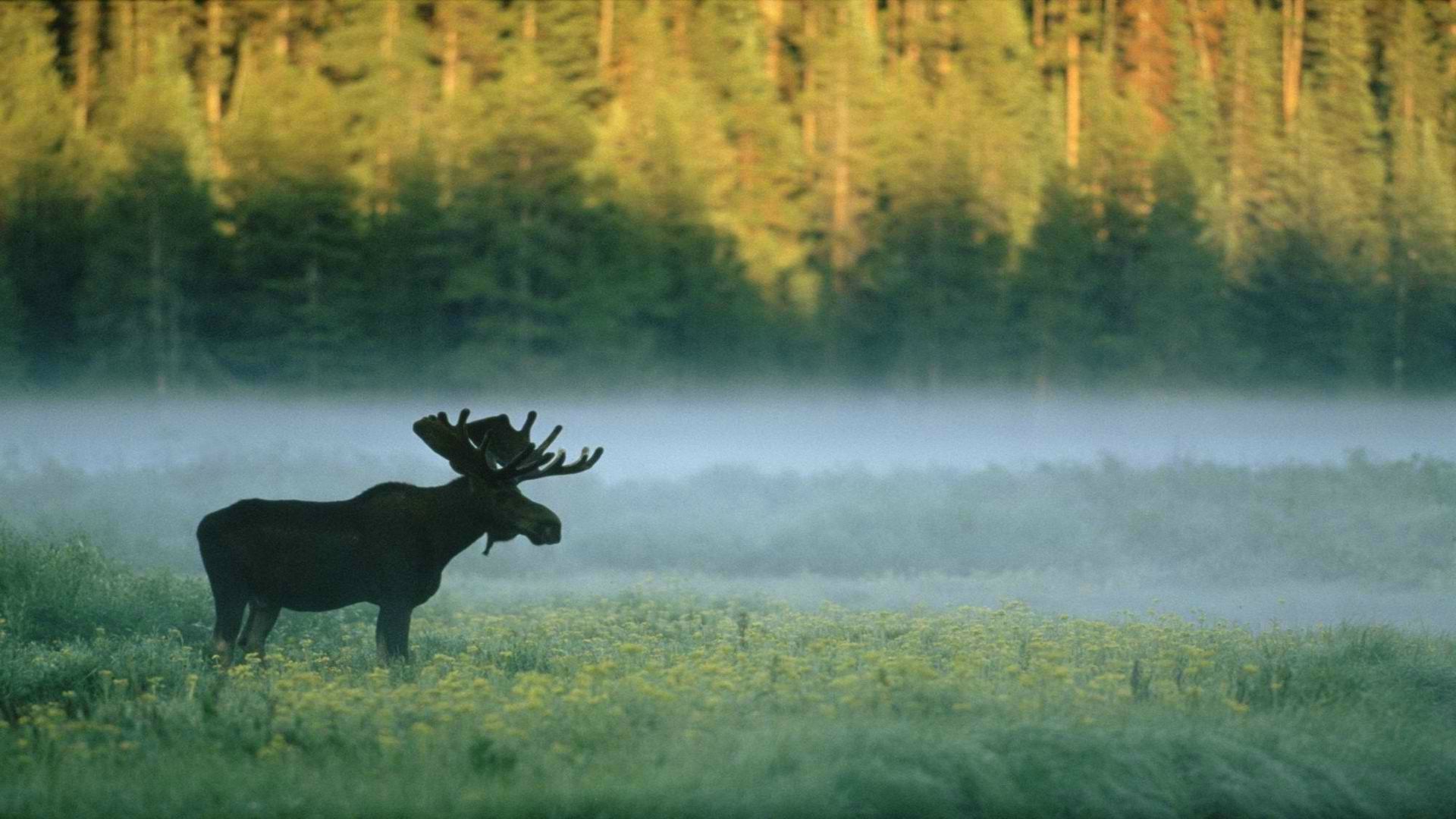 Moose Wallpapers