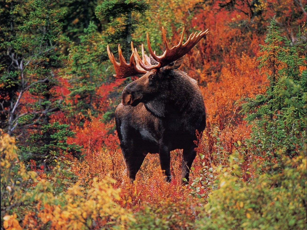 Moose Wallpapers