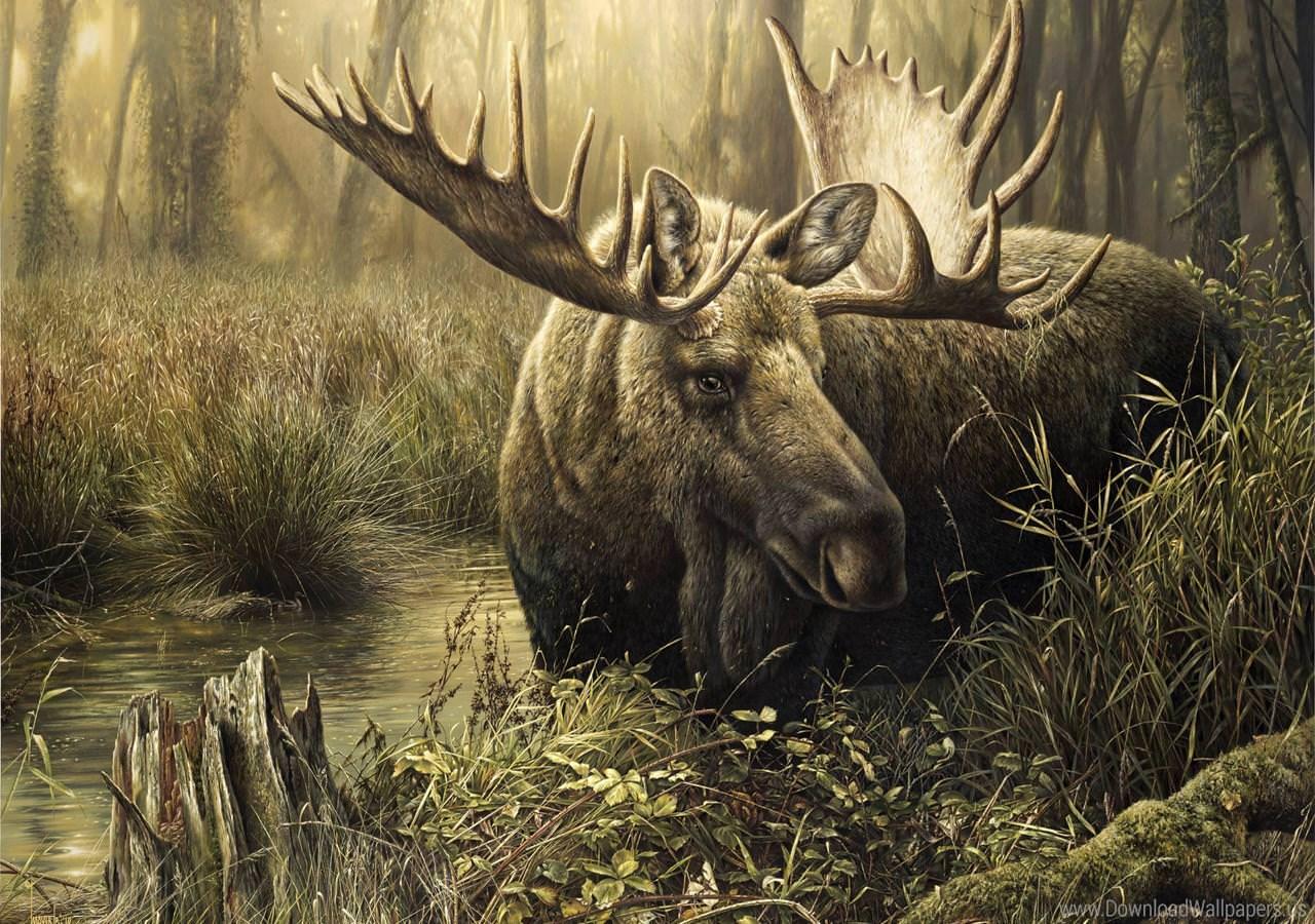 Moose Wallpapers