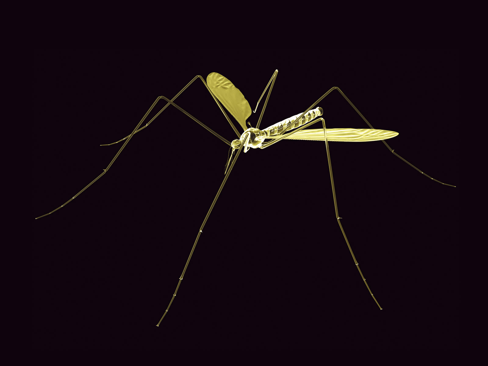 Mosquito Wallpapers