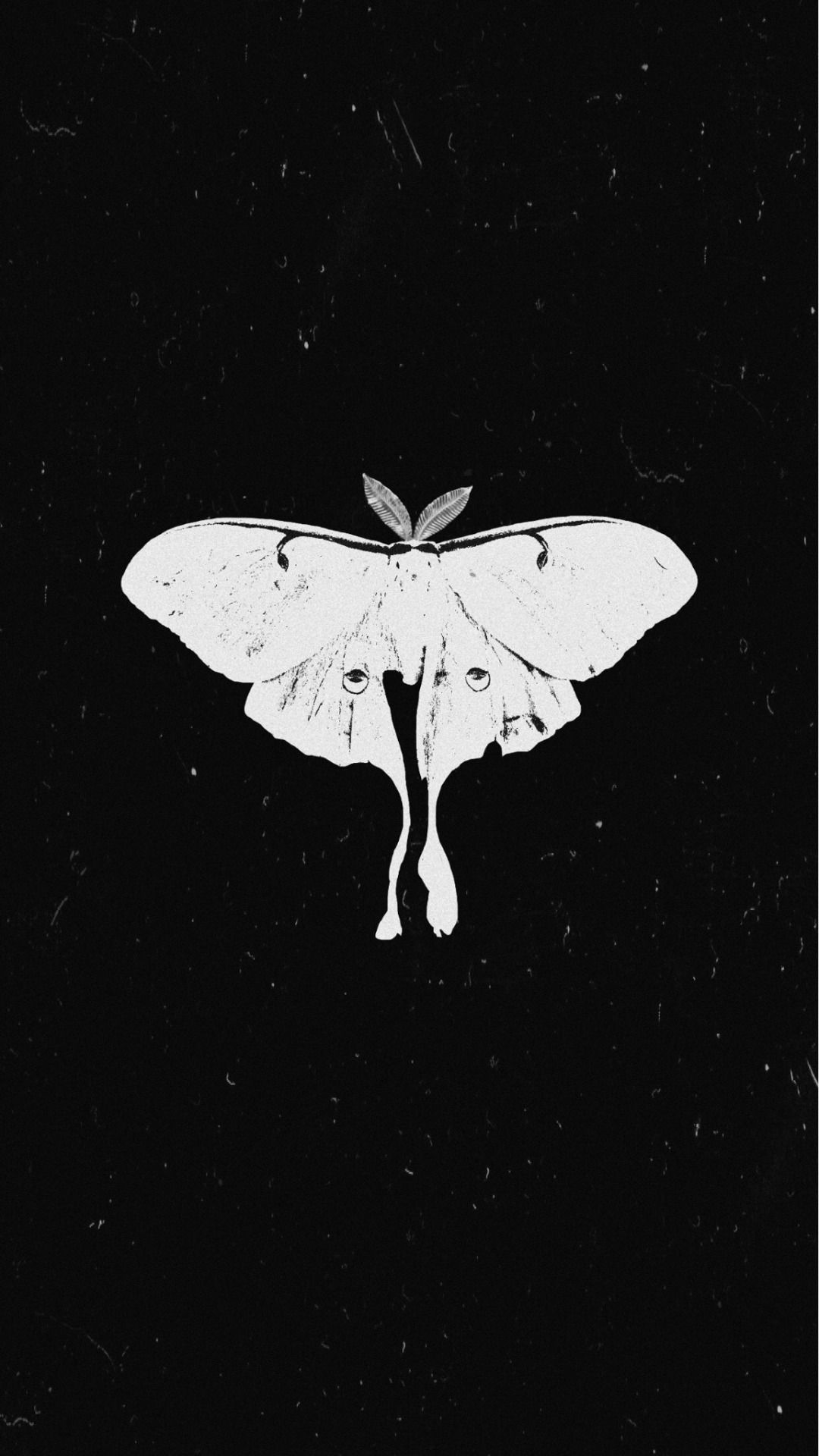 Moth Wallpapers