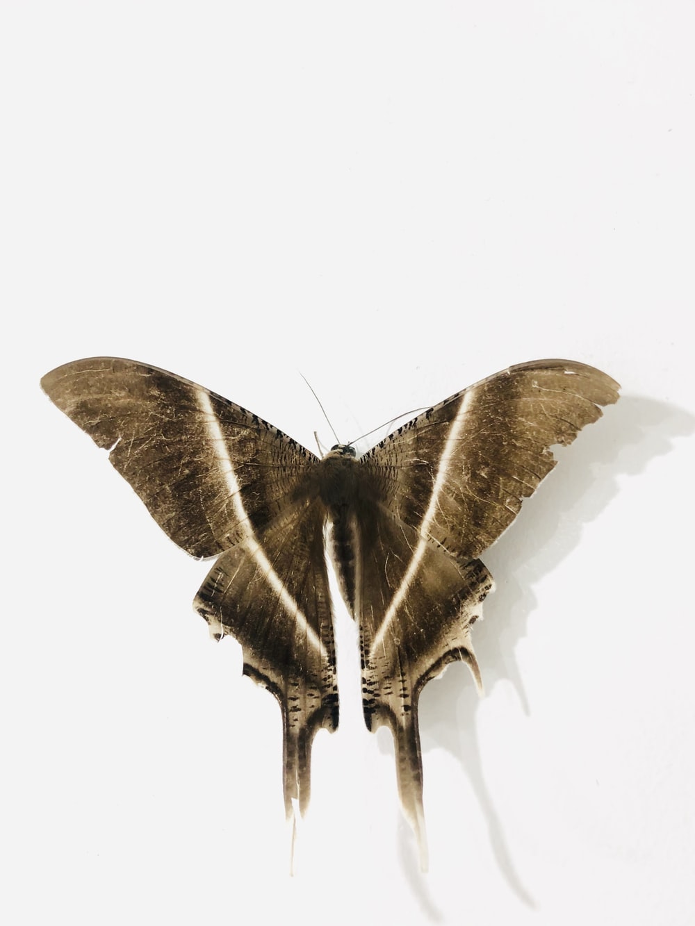 Moth Wallpapers