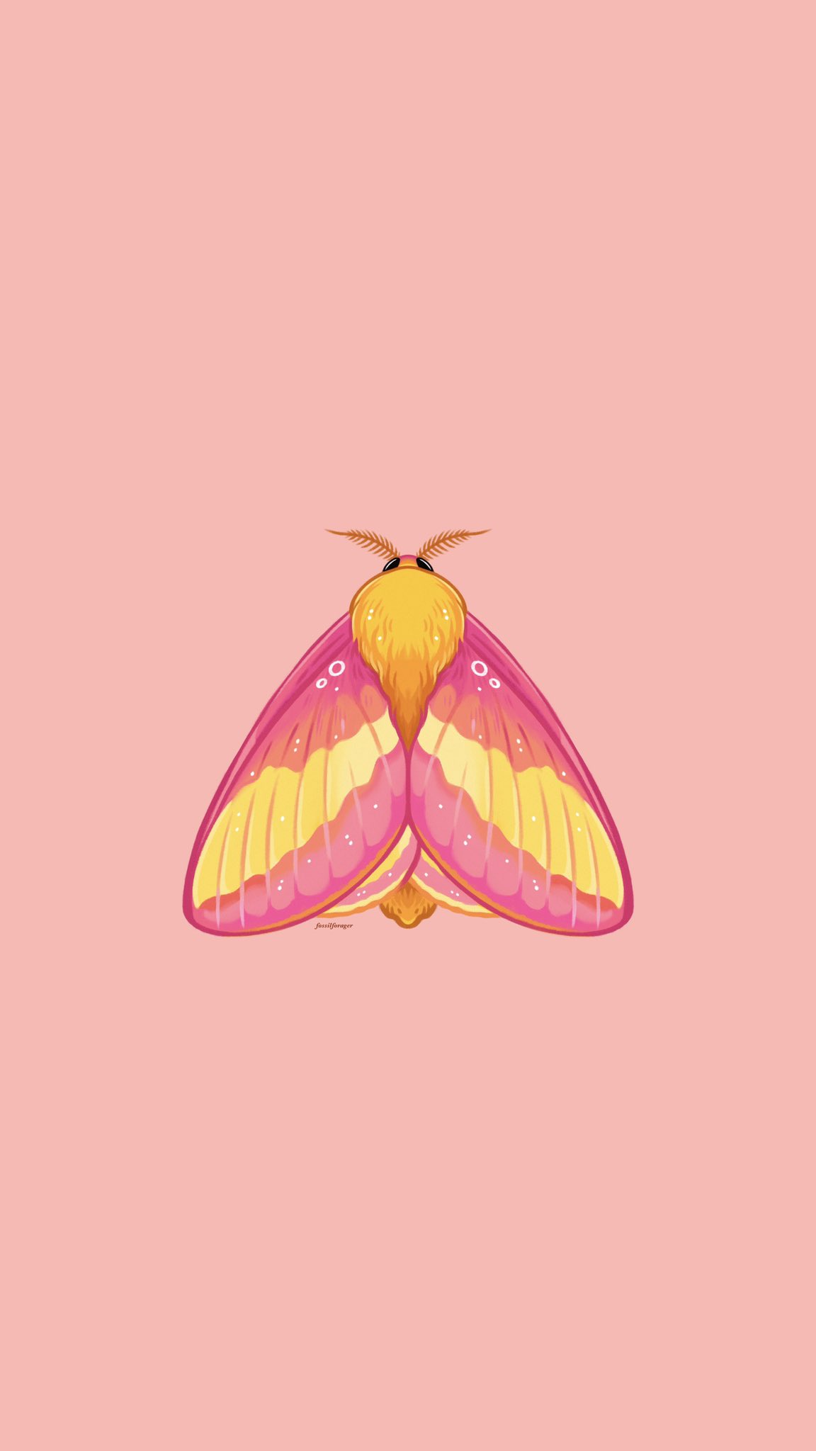 Moth Wallpapers