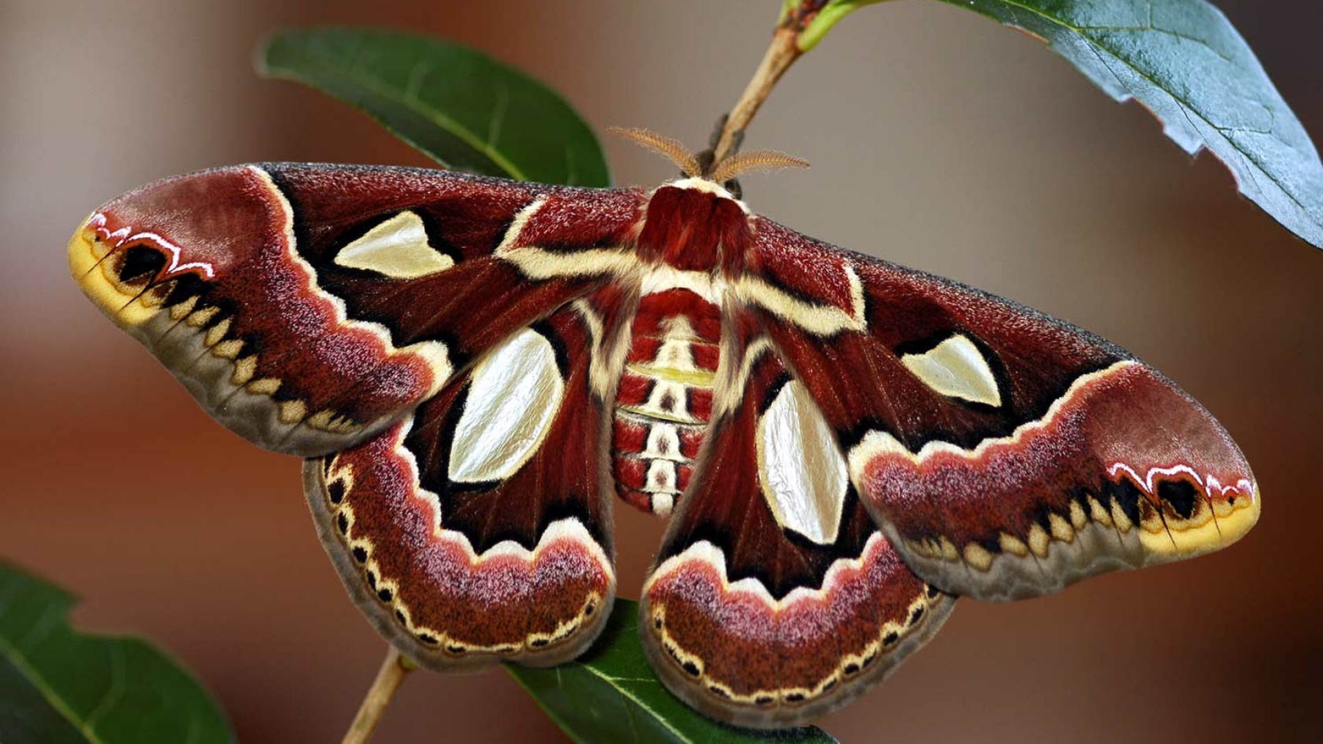 Moth Wallpapers