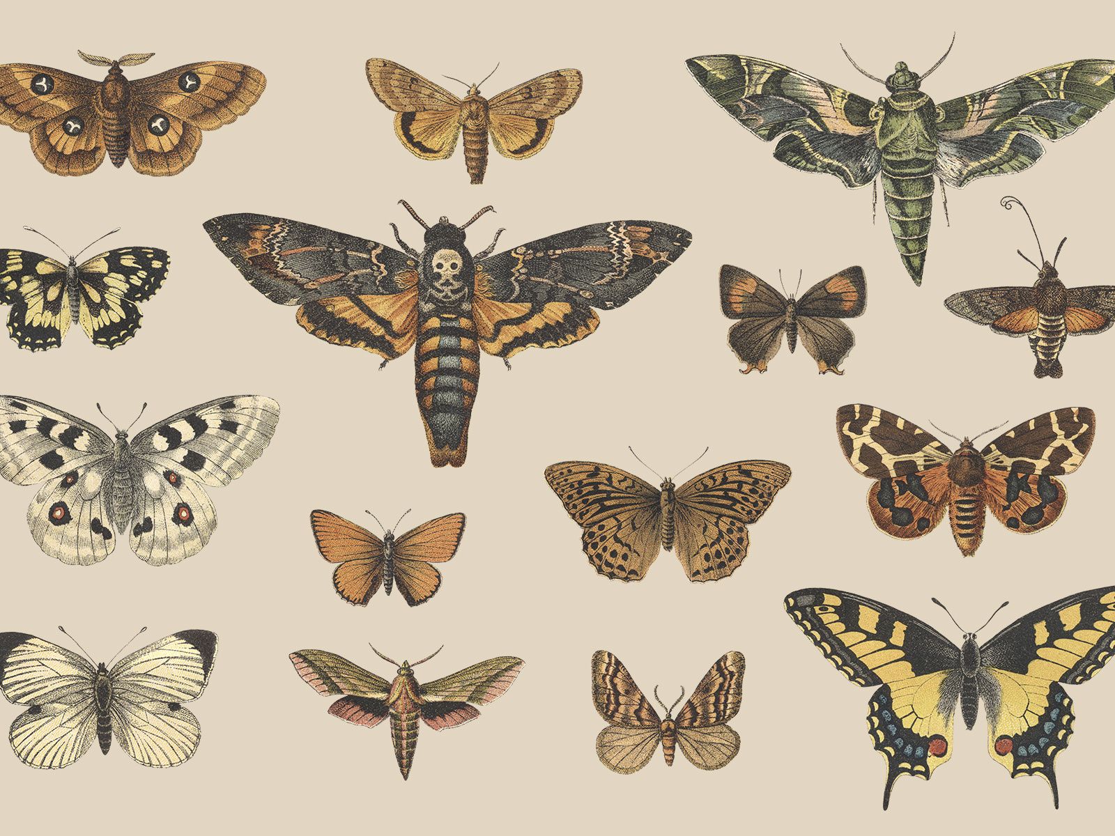 Moth Wallpapers