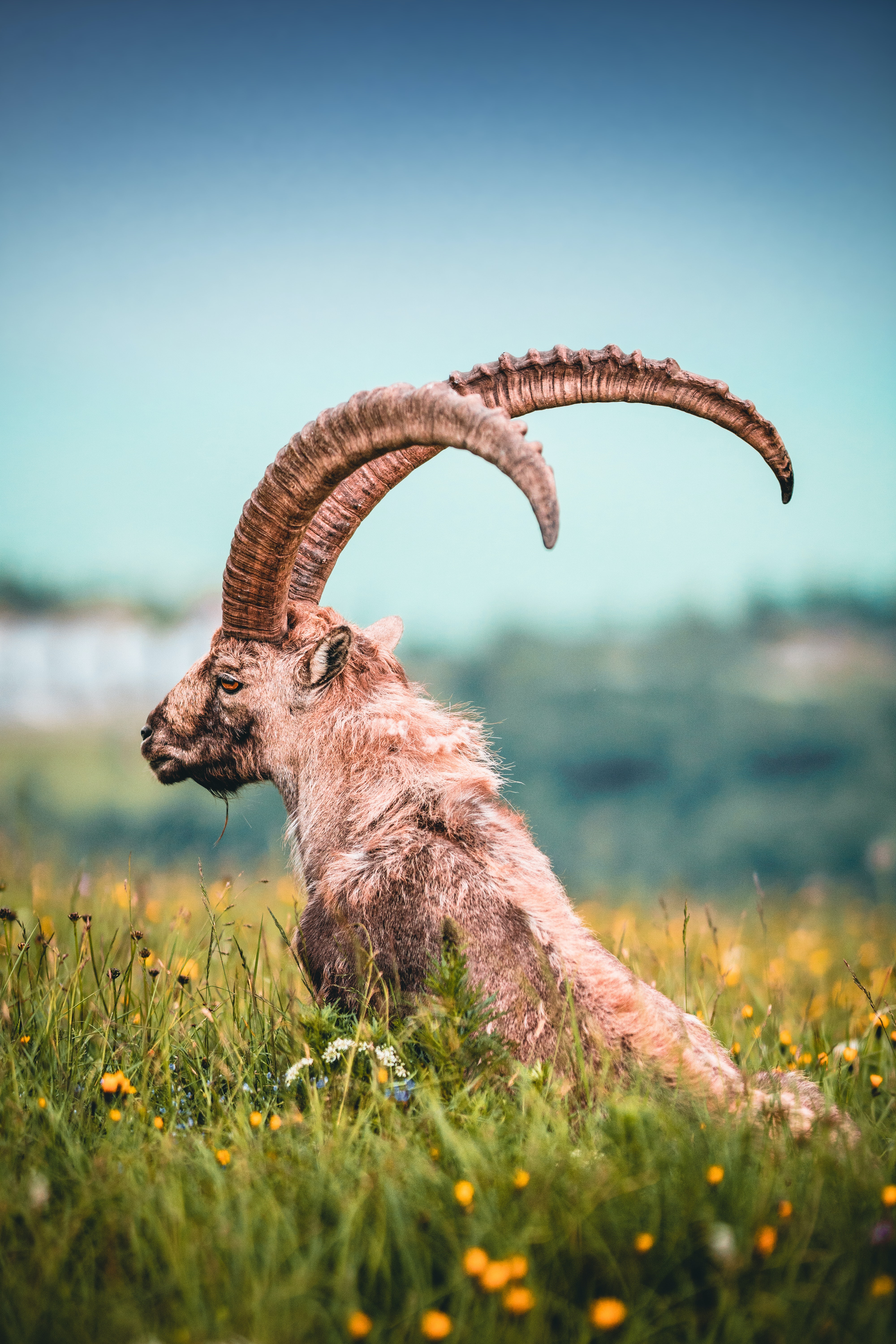 Mountain Goat Wallpapers