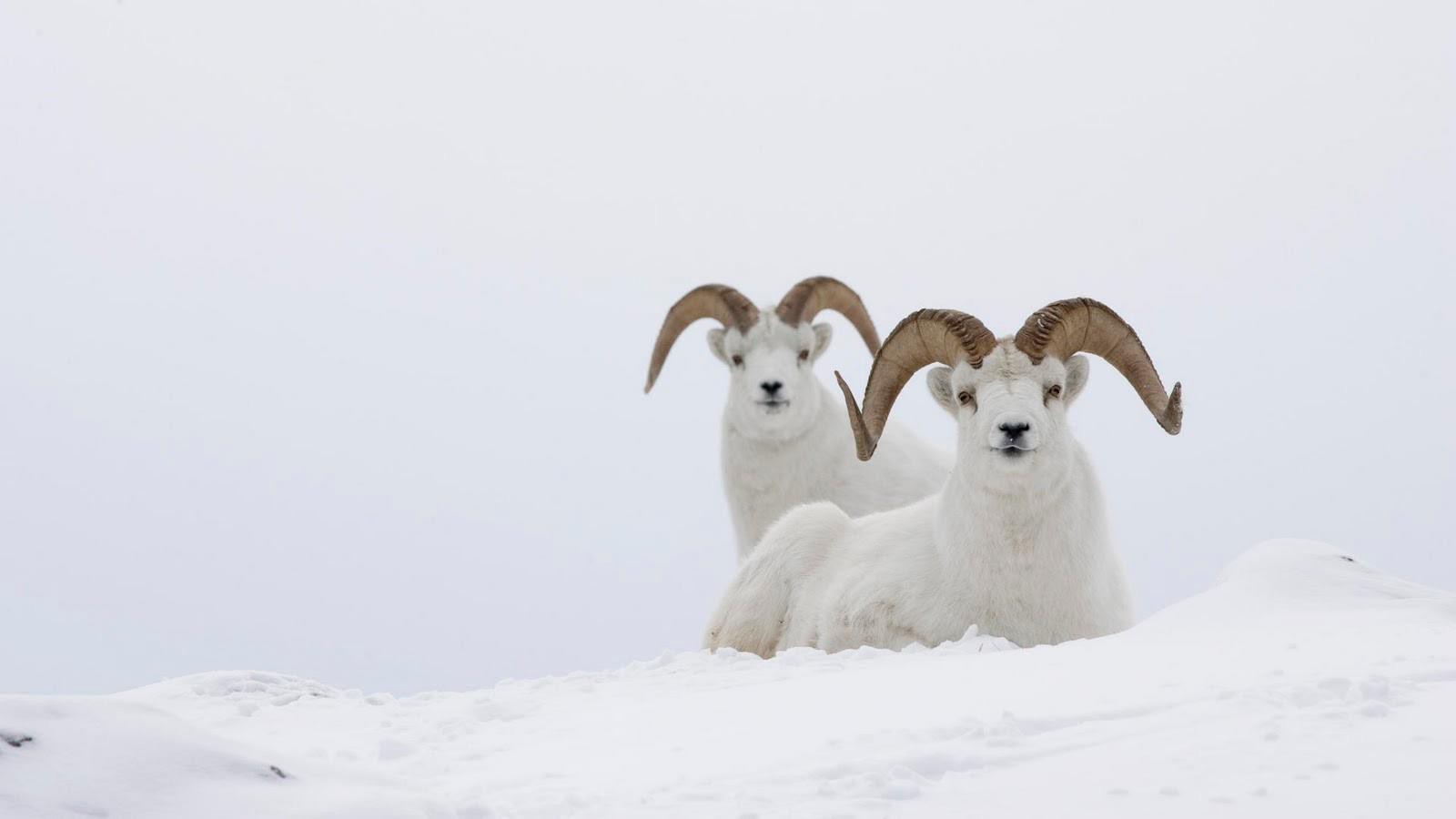 Mountain Goat Wallpapers