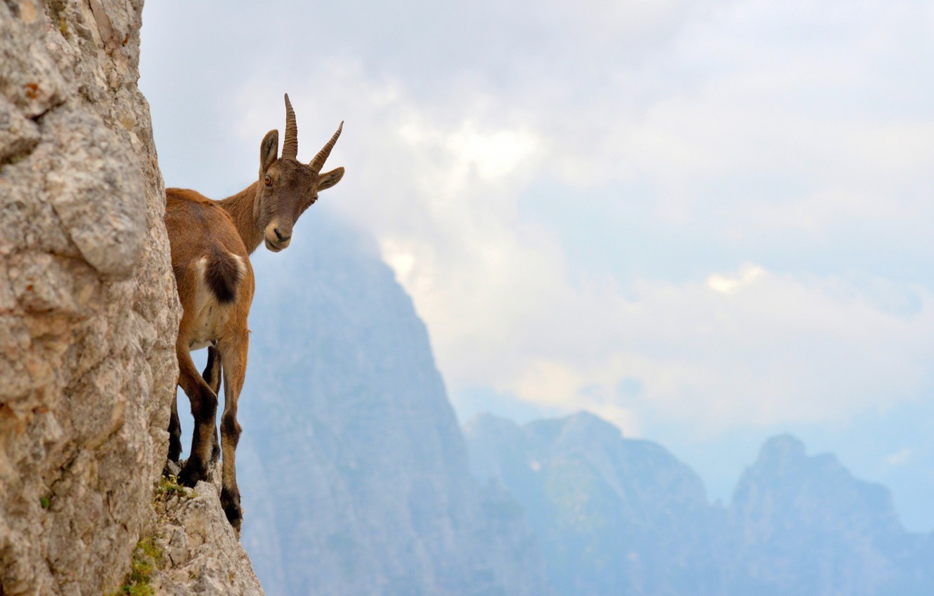 Mountain Goat Wallpapers