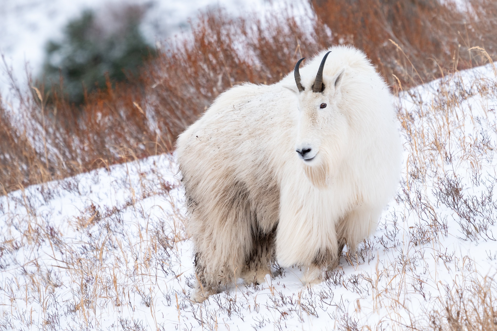 Mountain Goat Wallpapers