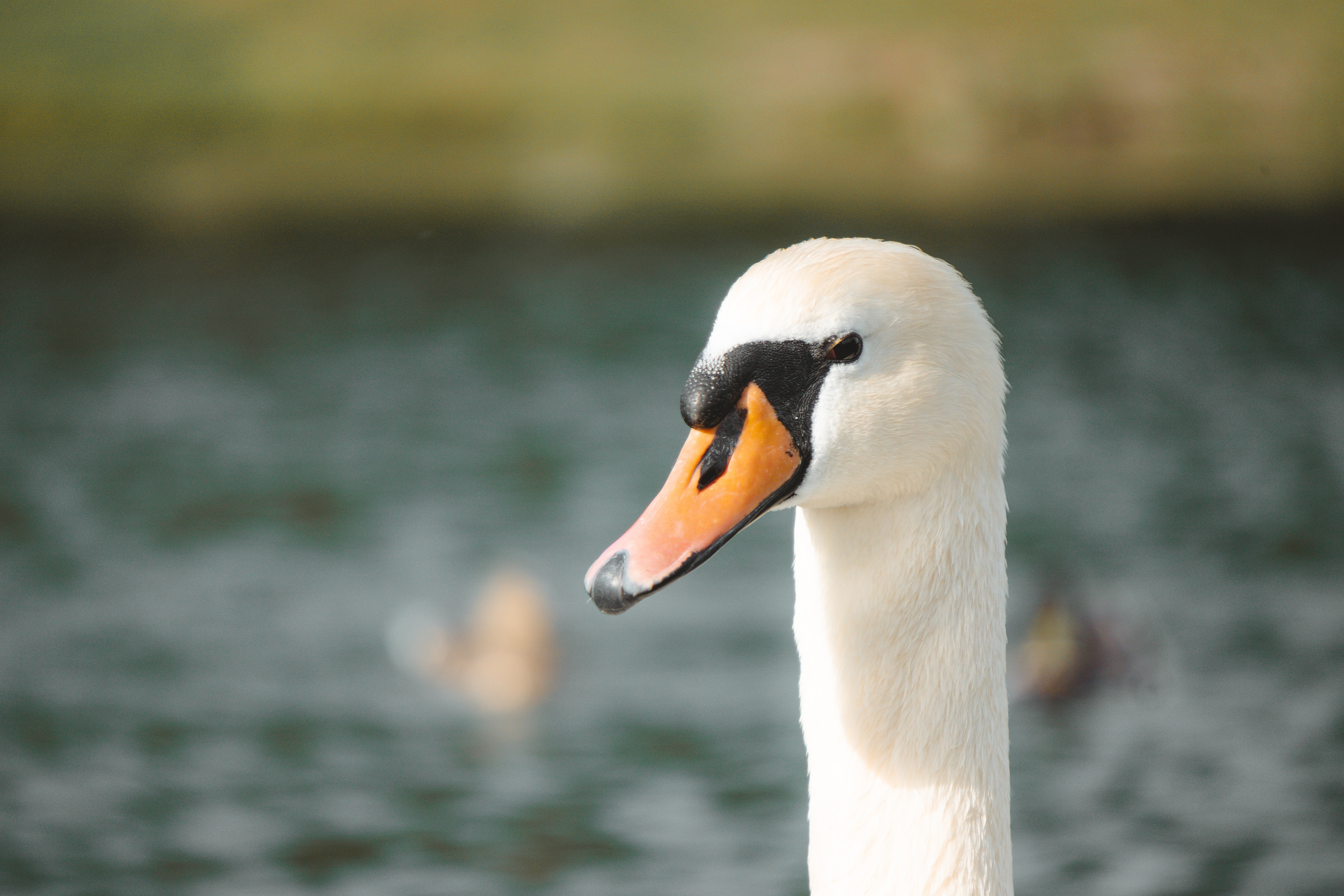 Mute Swan Wallpapers