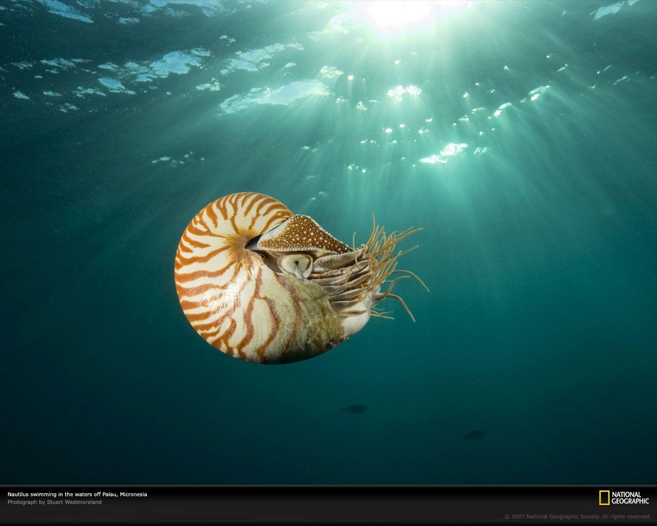 Nautiloid Wallpapers