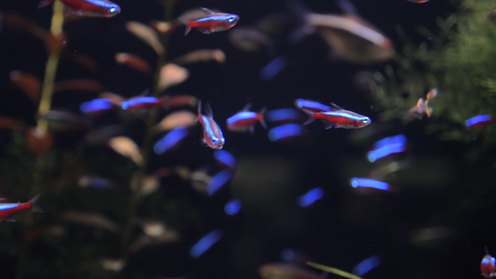 Neon Tetra Wallpapers