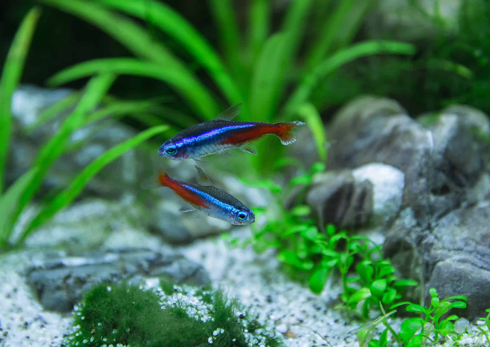 Neon Tetra Wallpapers