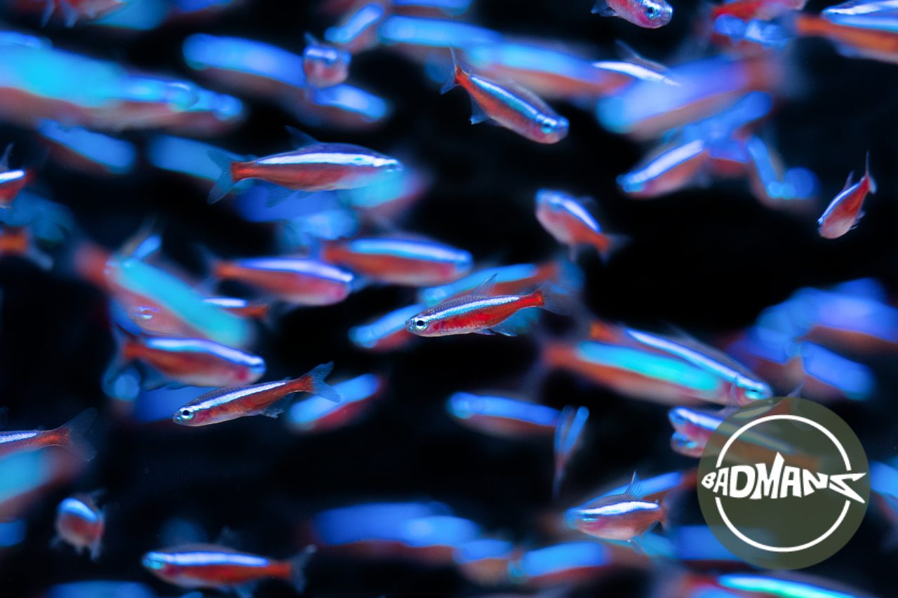 Neon Tetra Wallpapers