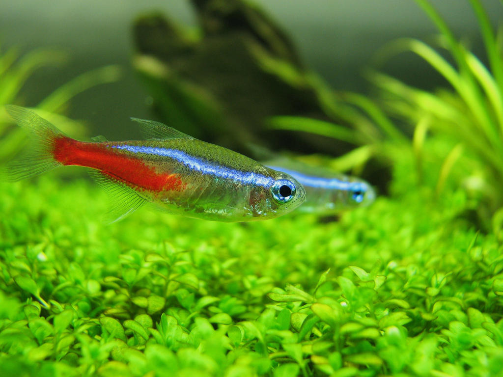 Neon Tetra Wallpapers