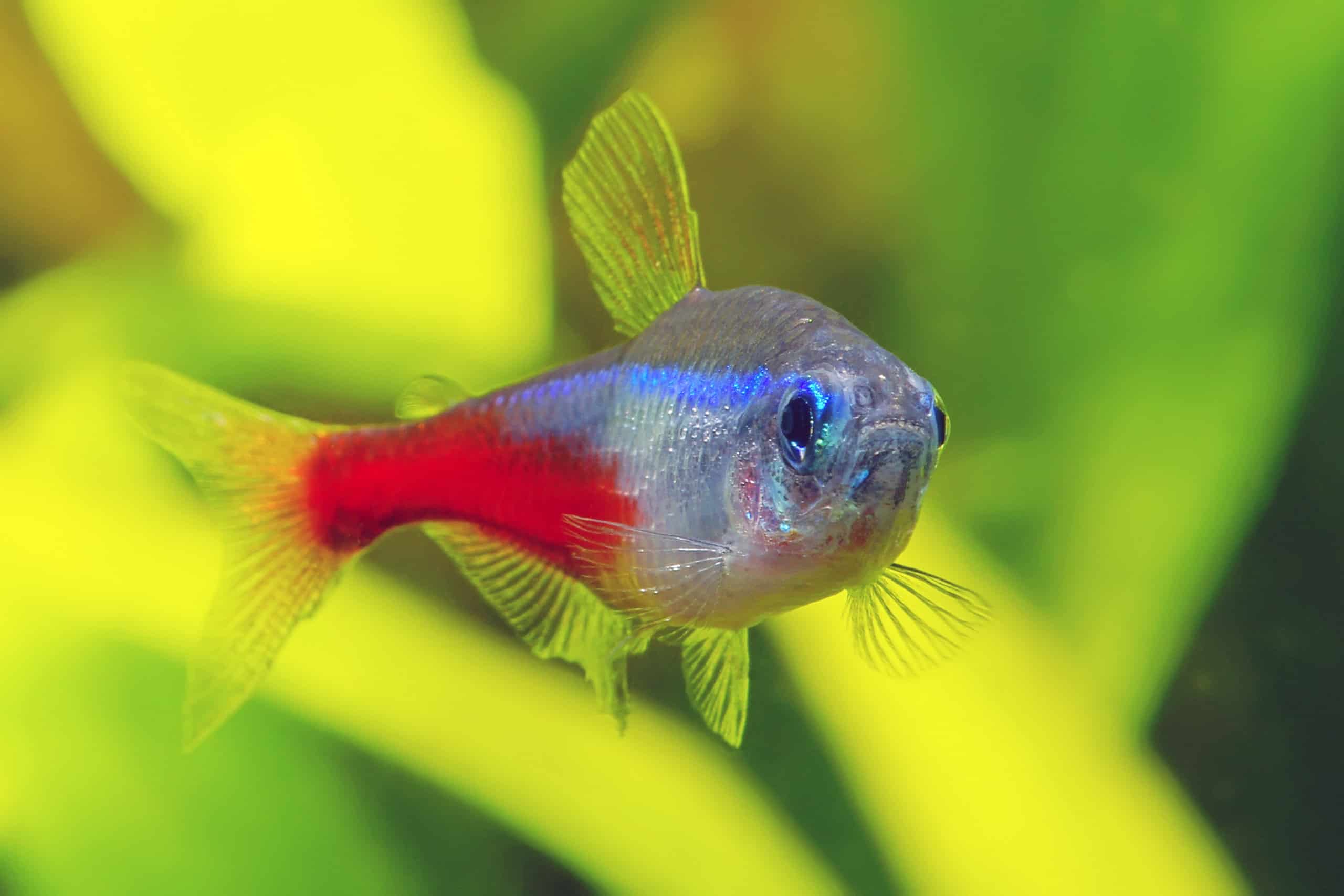 Neon Tetra Wallpapers