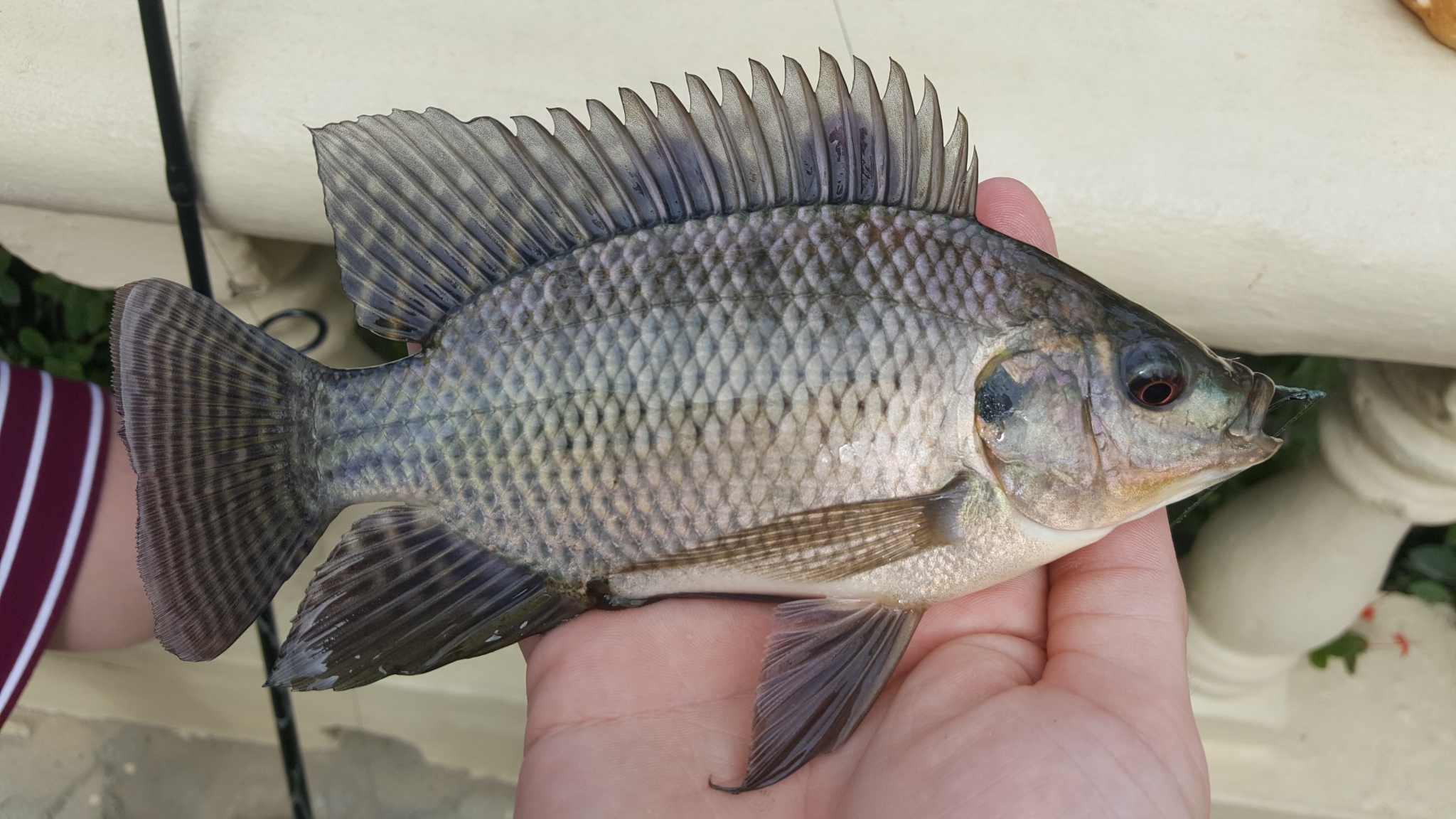 Nile Tilapia Wallpapers