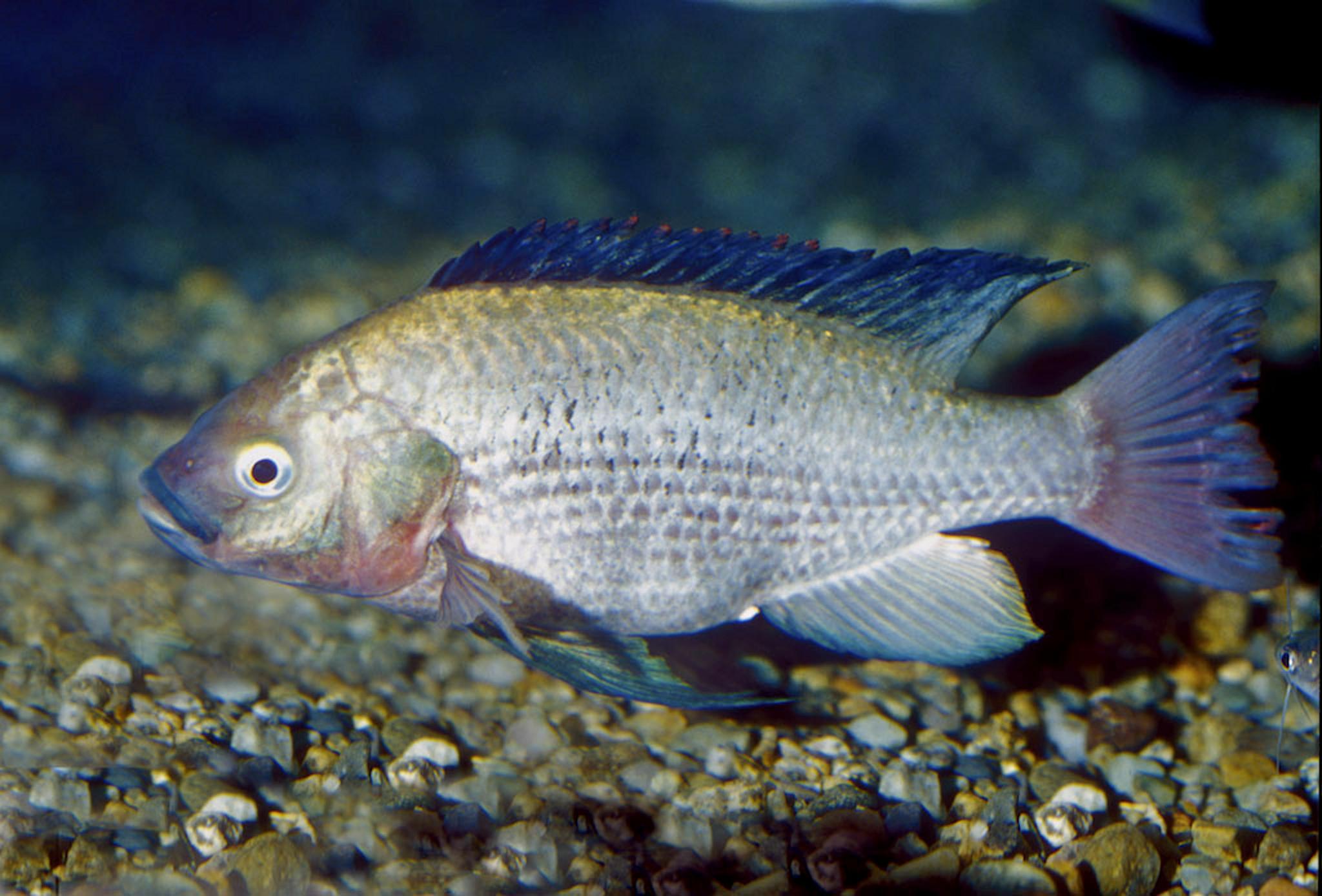 Nile Tilapia Wallpapers