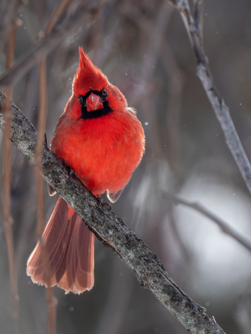 Northern Cardinal Wallpapers