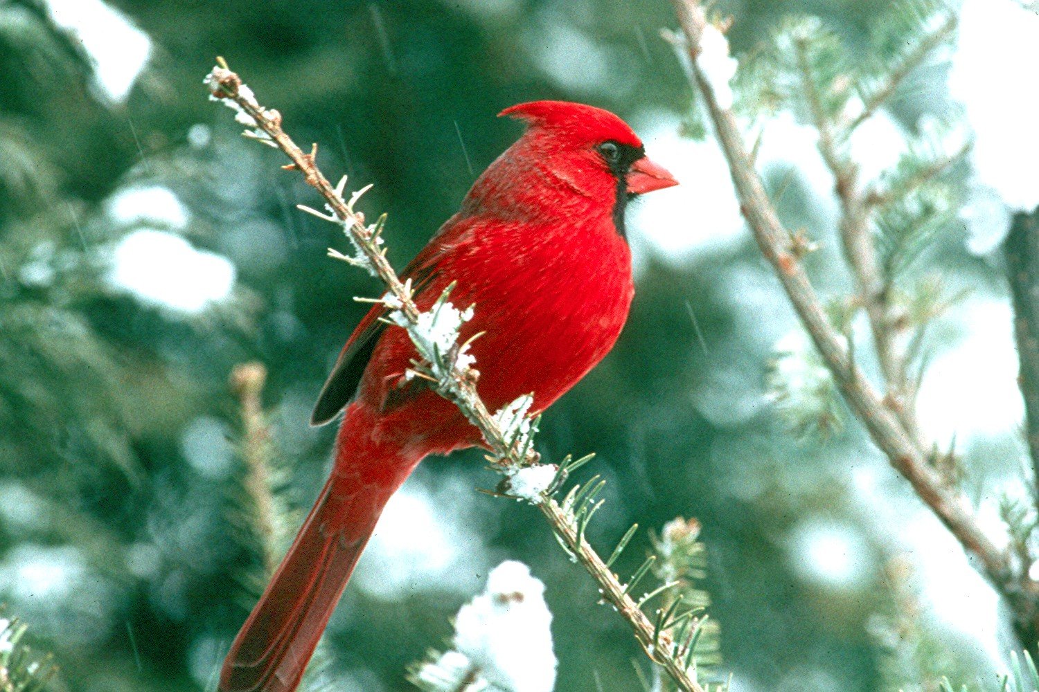 Northern Cardinal Wallpapers