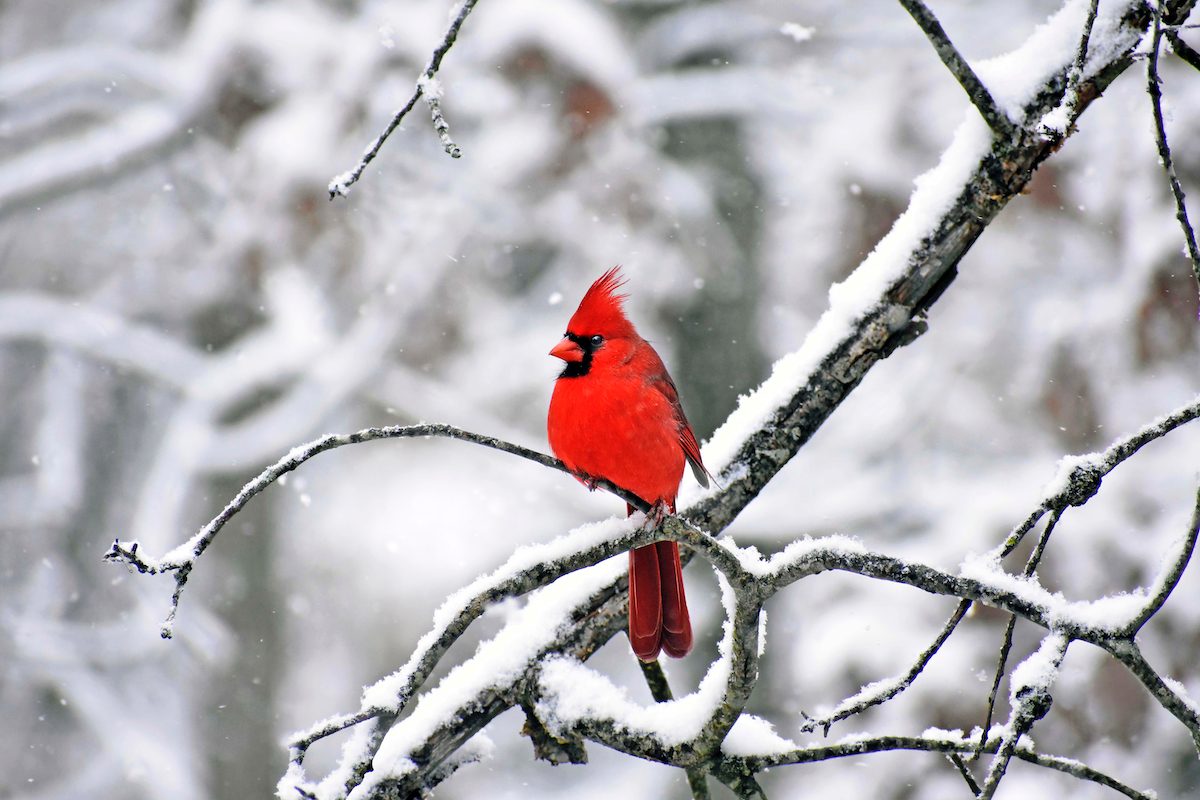 Northern Cardinal Wallpapers