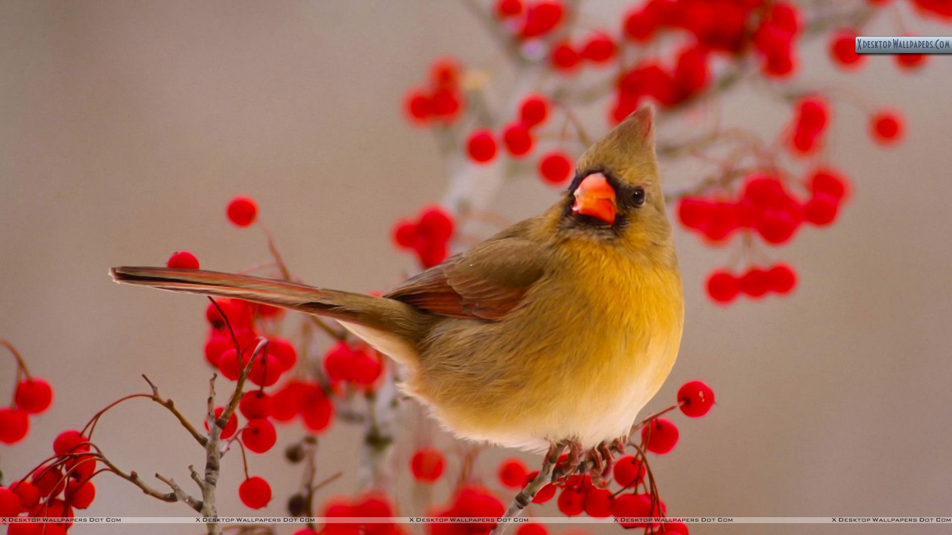 Northern Cardinal Wallpapers