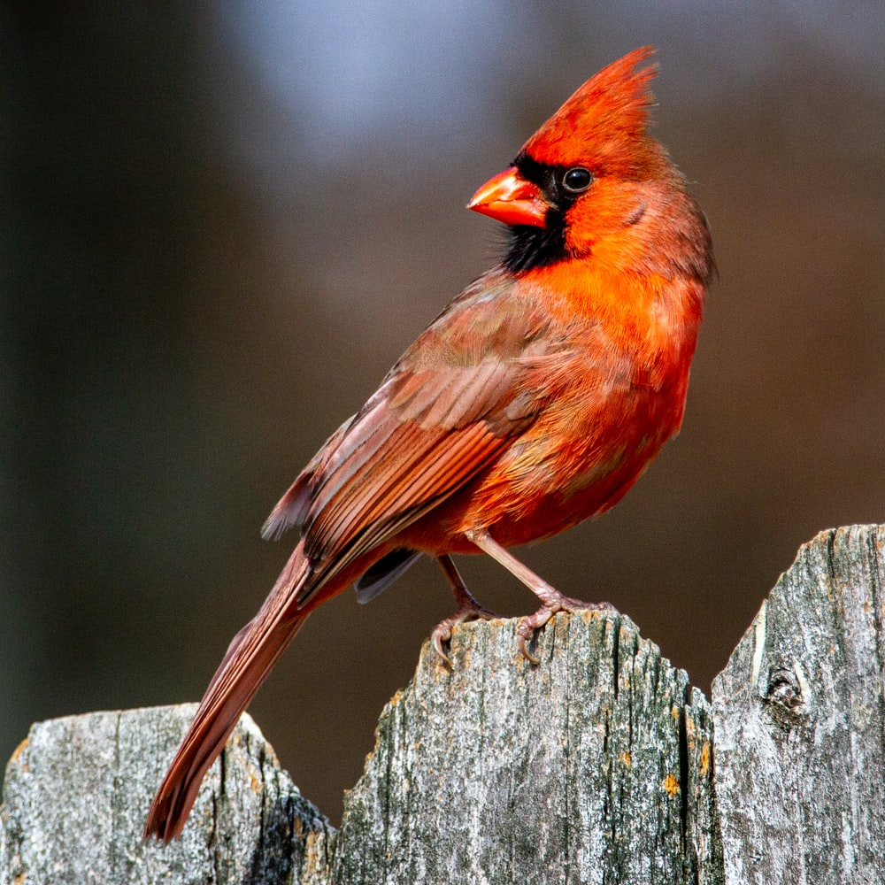 Northern Cardinal Wallpapers