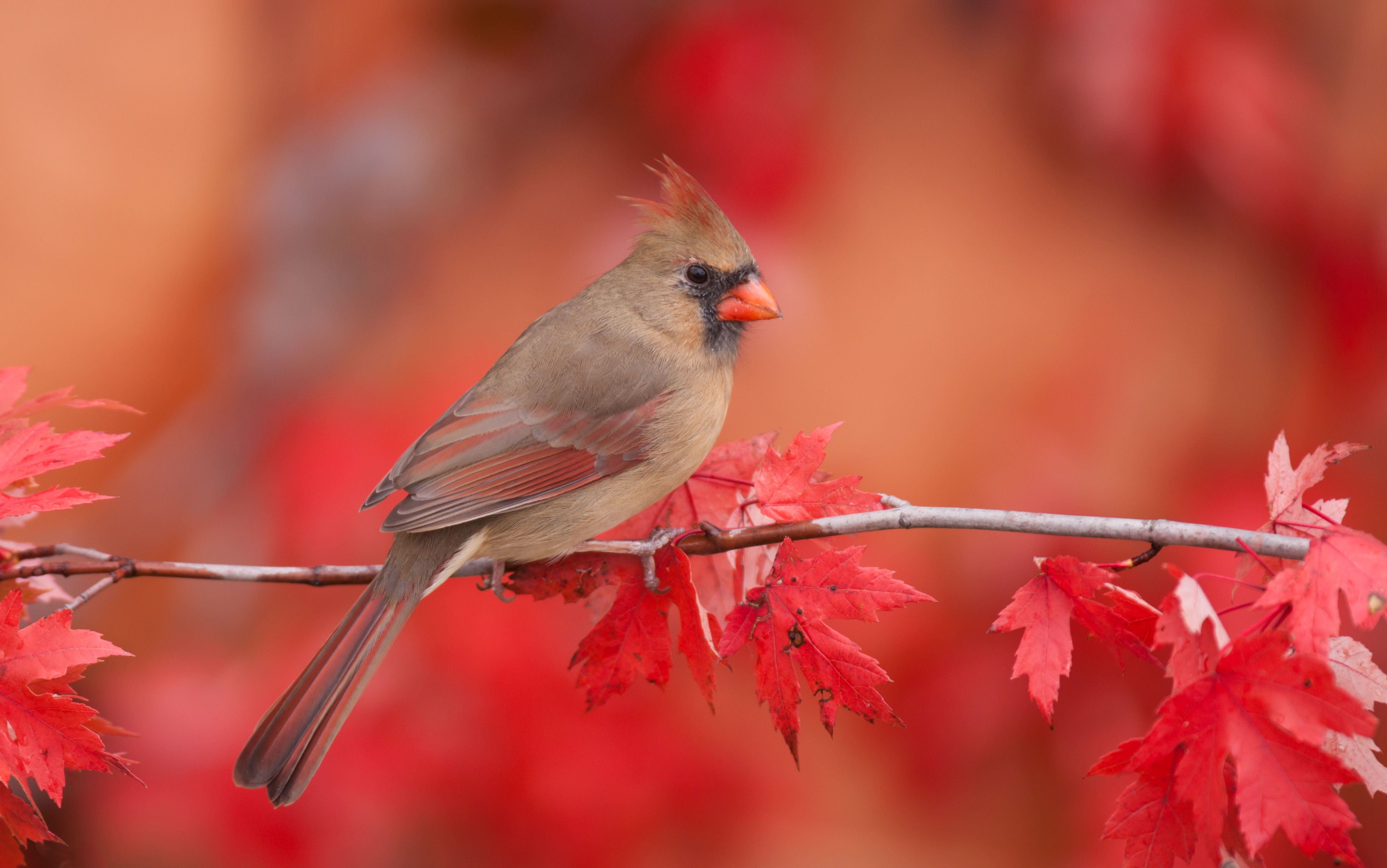 Northern Cardinal Wallpapers