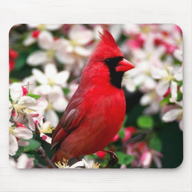 Northern Cardinal Wallpapers